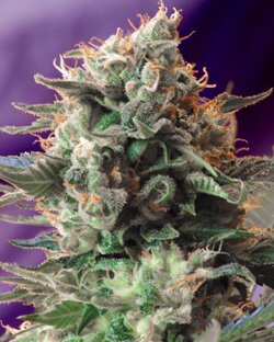 sweet seeds - Jack 47 - feminized