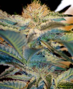 sweet seeds - Mohan Ram - feminized