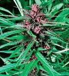 De Sjamaan Seeds Purple Widow