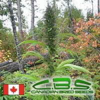 Canadian Bred Seeds Mountain Bud sativa