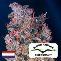 Dutch Passion seeds - Buddha - Outdoor