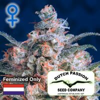 Dutch Passion seeds - Hempstar Feminized