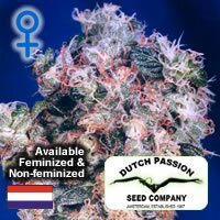 Dutch Passion seeds - Oasis - REGULAR