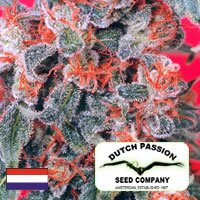 Dutch Passion seeds - Orange Bud
