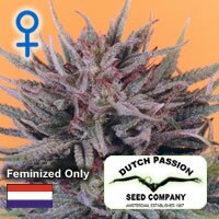 Dutch Passion seeds - Trance - Feminized