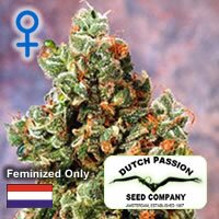 Dutch Passion seeds - Ultra Skunk - Feminized