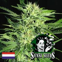 Sensi Seed Bank - Big Bud