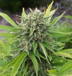 Bubble Gum Spliff Seeds