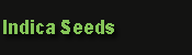 indica seeds