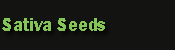 sativa seeds