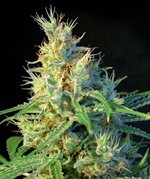 sweet seeds - Psicodelicia - feminized