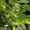 Joint Doctor seeds - Lowryder feminized