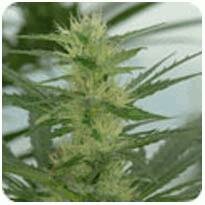 DNA Genetics Seeds Annunaki