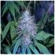 DNA Genetics Seeds C13 Haze