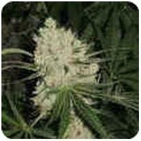 DNA Genetics Seeds Cannadential