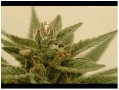 DNA Genetics Seeds Connie Chung