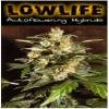 Lowlife Hindu Kush Automatic Regular