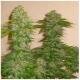 DNA Genetics Seeds Rocklock