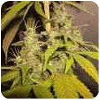 DNA Genetics Seeds Sour Cream