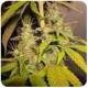 DNA Genetics Seeds Sour Cream