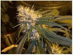 DNA Genetics Seeds super cannalope