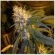 DNA Genetics Seeds super cannalope