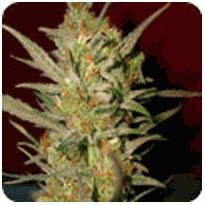 DNA Genetics Seeds sweet-haze