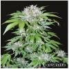 Lowlife seeds - AK 47 Auto-flowering regular