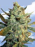 Flying Dutchman Seeds. - power skunk feminized