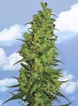 Flying Dutchman Seeds. - temple haze feminized