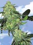 Flying Dutchman Seeds. - skunk classic feminized