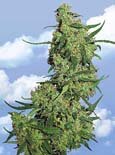 Flying Dutchman Seeds. - Nepal kush feminized