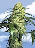 Flying Dutchman Seeds. - Dutch delight feminized