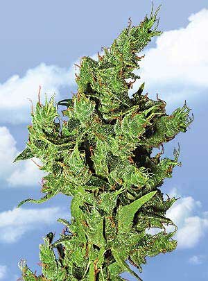 Flying Dutchman Seeds. - Amsterdam mist feminized