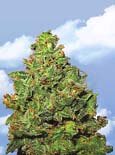 Flying Dutchman Seeds. - edelweiss feminized