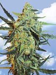 Flying Dutchman Seeds. - blueberry skunk feminized