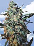 Flying Dutchman Seeds - feminized mix