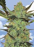 Flying Dutchman Seeds. - G force feminized