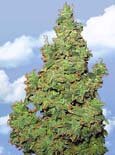 Flying Dutchman Seeds. - Voyager feminized