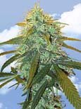 Flying Dutchman Seeds. - skunk no.1 feminized