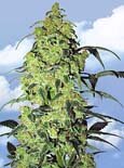 Flying Dutchman Seeds. - white widow feminized