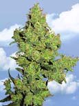 Flying Dutchman Seeds. - flying dragon feminized