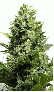 Big Buddha Seeds Original Cheese