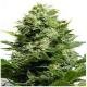 Big Buddha Seeds Original Cheese