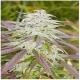 Magus Genetics seeds - Biddy Early