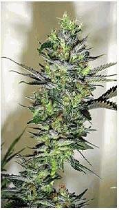 Magus Genetics seeds - Exile