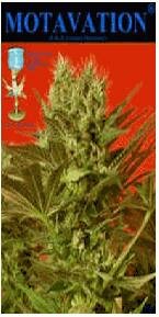 Magus Genetics seeds - Motivation