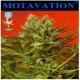 Magus Genetics seeds - Motivation