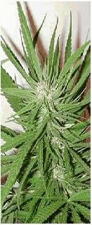 Sativa Seeds Paia Hawaiiana