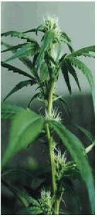 Sativa Seeds Sweet Sativa Special